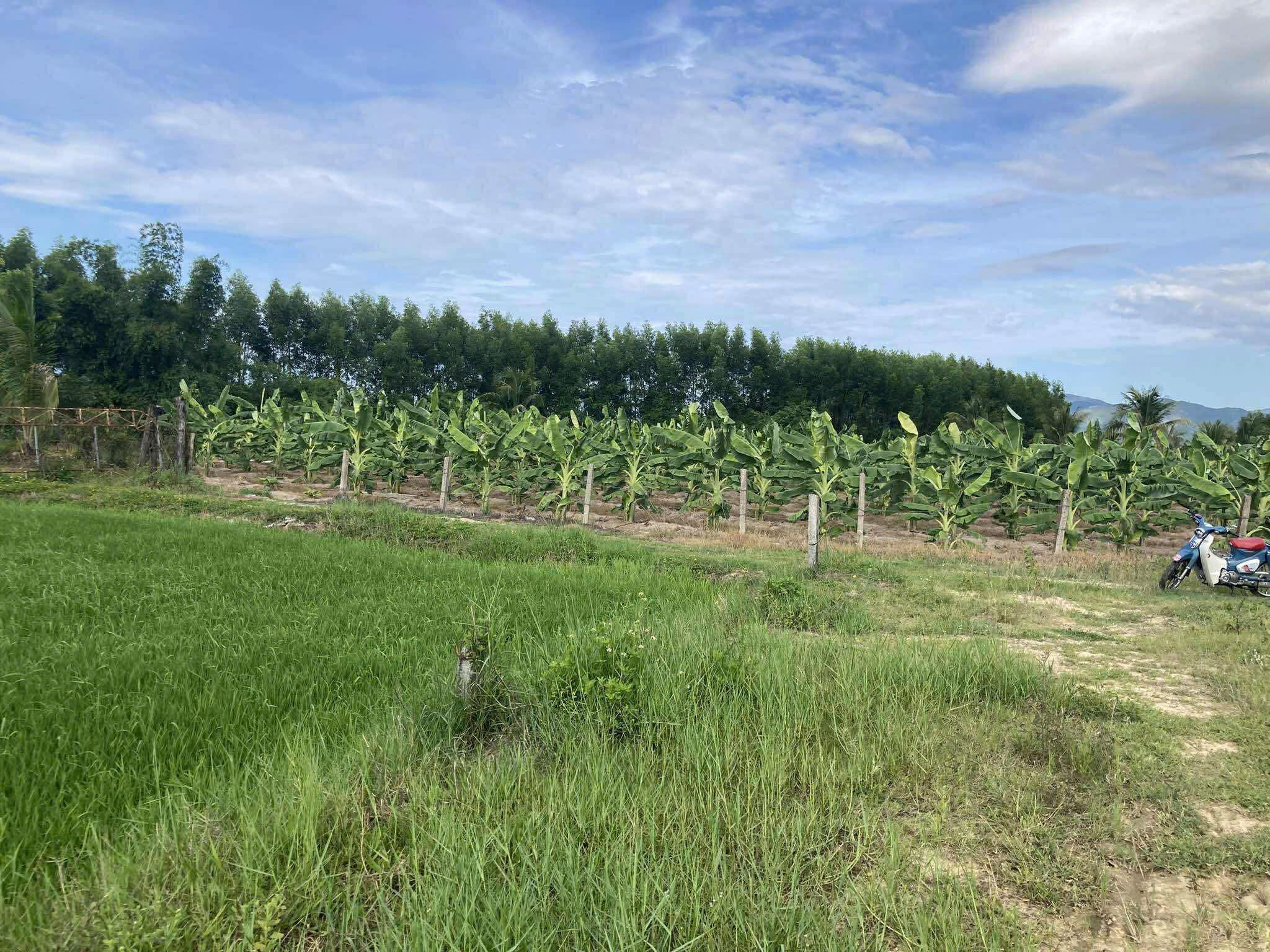LÔ ĐẤT NHÀ VƯỜN, RESORT, FARM...XÃ BÌNH LỘC, DIÊN KHÁNH. 3