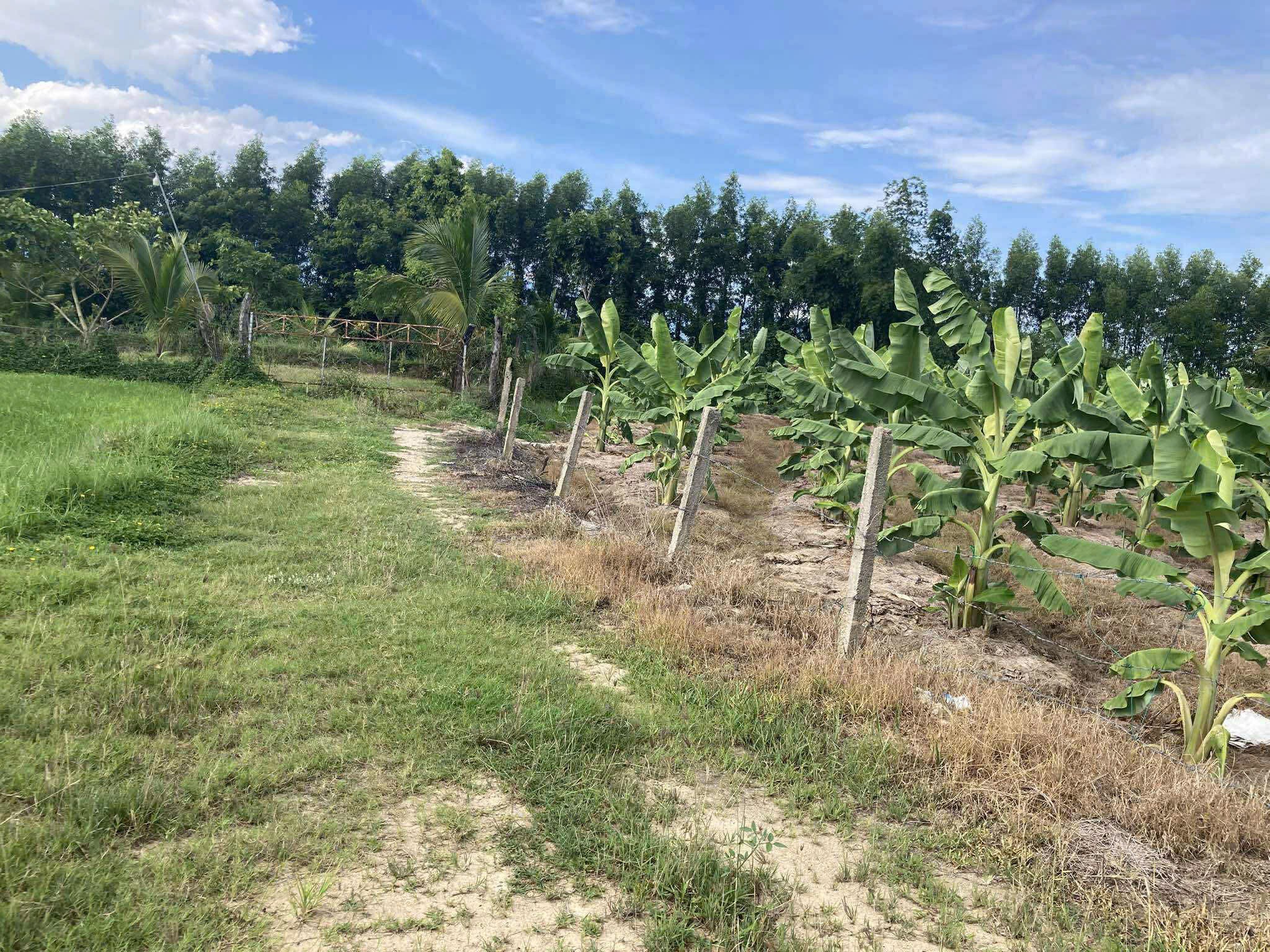 LÔ ĐẤT NHÀ VƯỜN, RESORT, FARM...XÃ BÌNH LỘC, DIÊN KHÁNH. 5
