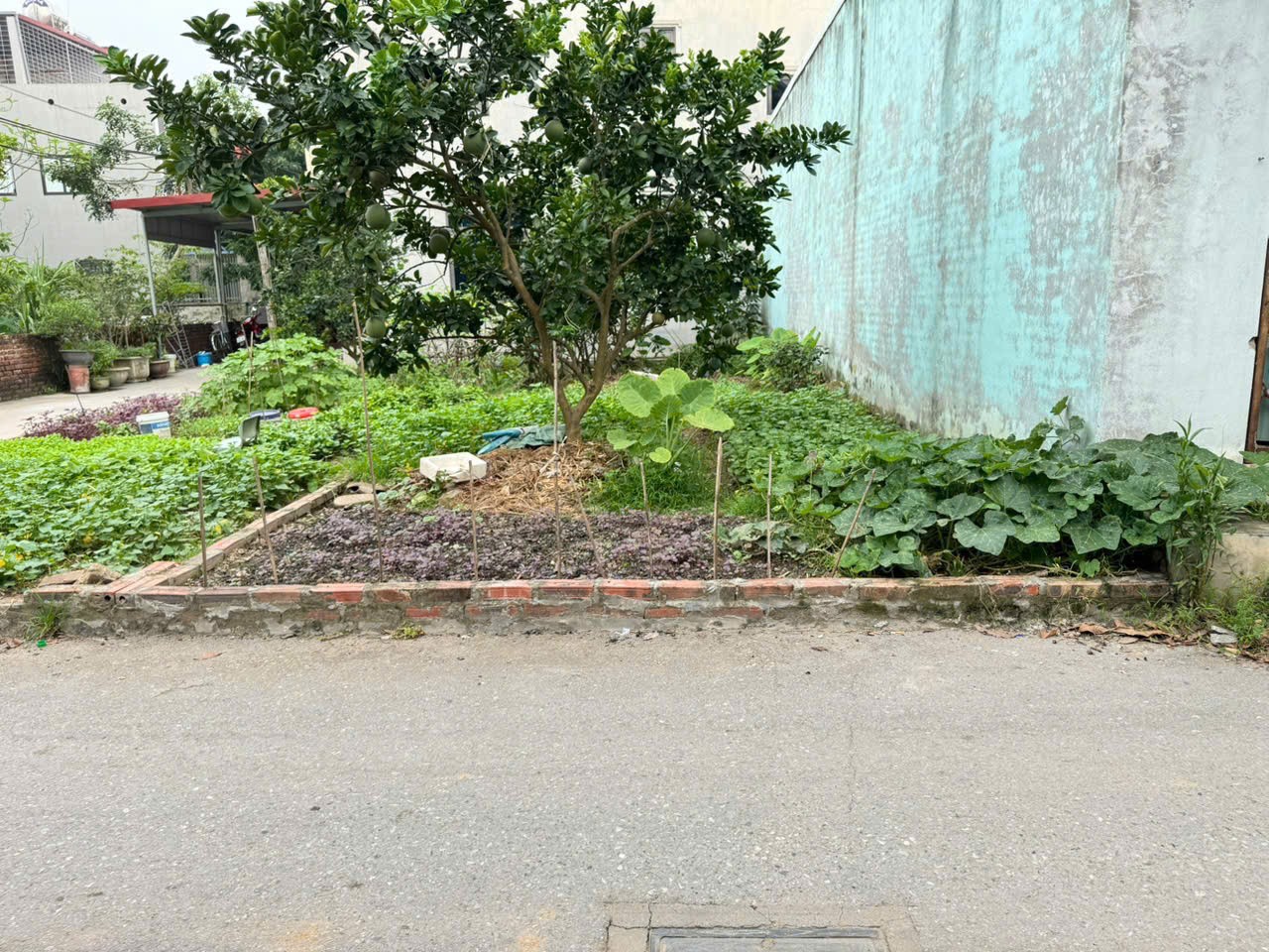 Bán đất thôn Ấp Tre, Quang Minh, Mê Linh. Vị trí nằm sát trường cao đẳng Y Dược Tuệ Tĩnh 3