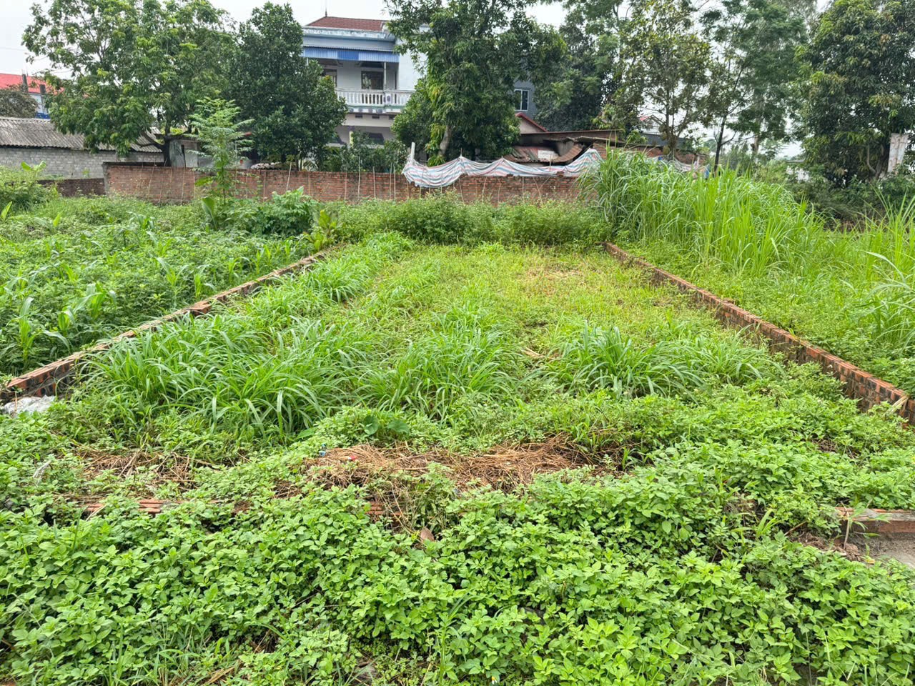 Đất đẹp thôn Ấp Tre, xã Quang Minh, Mê Linh. Ba bước chân tới cổng trường Y Dược Tuệ Tĩnh 3