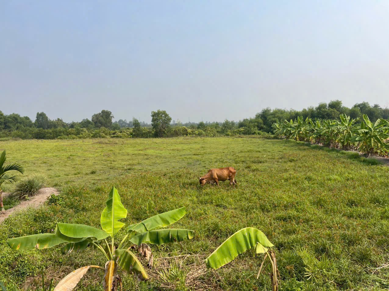 700m2 đất lúa ấp 10, xã Lương Hòa, Bến Lức, Long An giá 1,3 tỷ 4