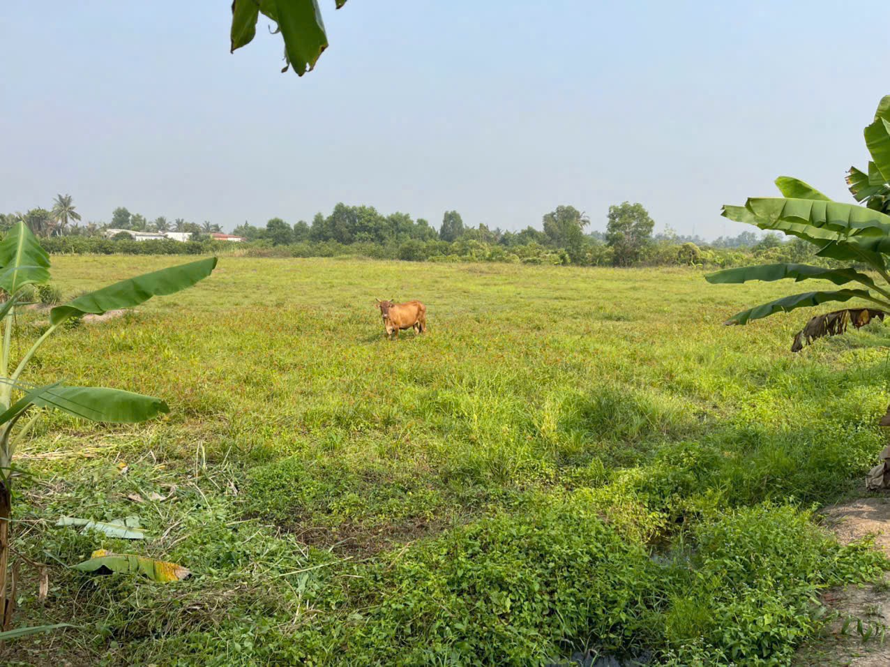 700m2 đất lúa ấp 10, xã Lương Hòa, Bến Lức, Long An giá 1,3 tỷ 5