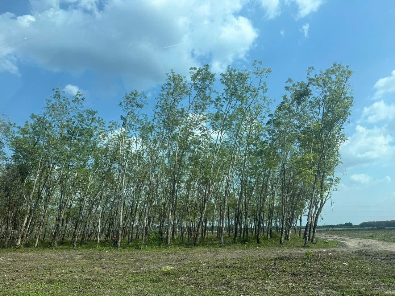 SIÊU PHẨM (46x110) 2MT CỦ CHI – 4.500m², THỔ CƯ 2.600m², CHỈ 8 TRIỆU/m² 3