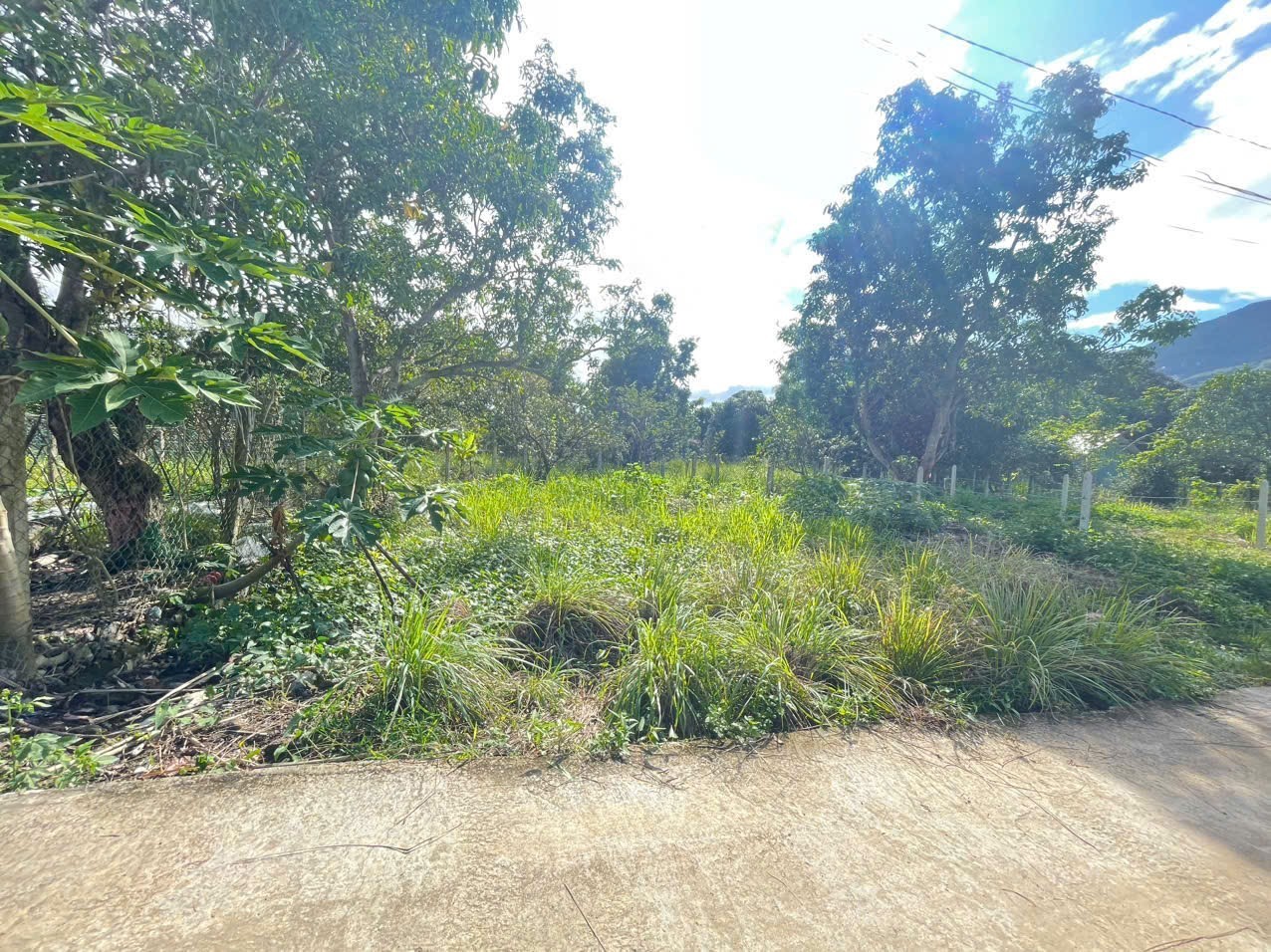 Bán đất Diên Tân full thổ cư giá rẻ sát bên Hương Lộ 62 dân cư đông ô tô vào tận nơi 4