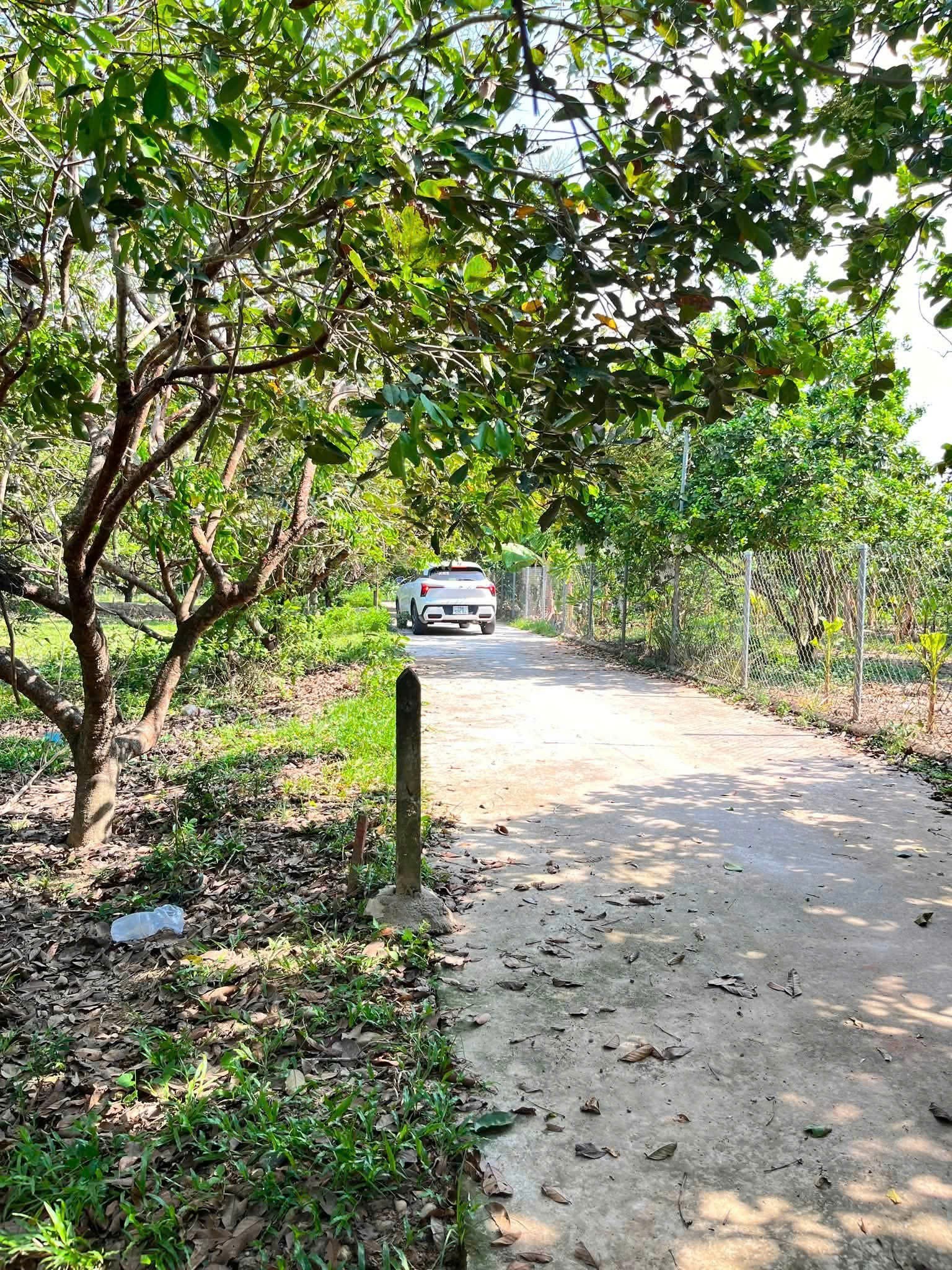 Bán đất Diên Lâm giá rẻ sát bên Hương Lộ 39 - tặng vườn chôm chôm cổ thụ 3