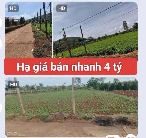 Bán 3120m2 đất xã Tân Hội Đức Trọng Lâm Đồng 4 tỷ 2