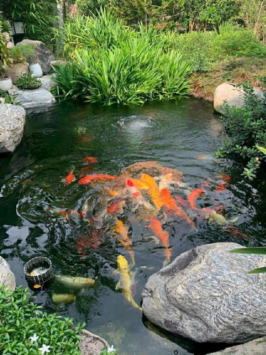 Bán biệt thự sân vườn nghỉ dưỡng xã Tân Thông Hội tdt 2000m2 ( 300m2 thổ) 3pn, 2wc giá 16 tỷ 4