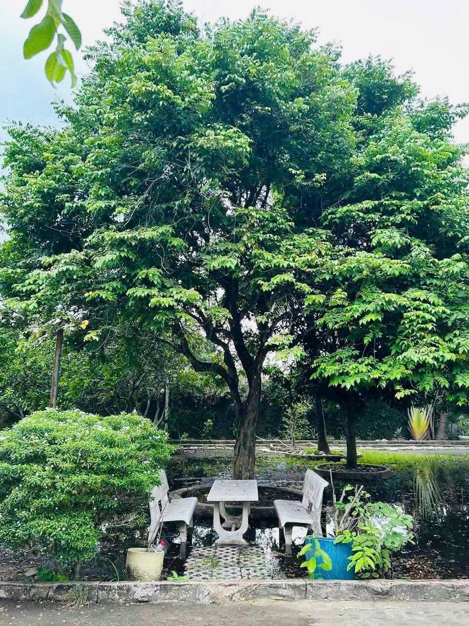Bán biệt thự sân vườn nghỉ dưỡng xã Tân Thông Hội tdt 2000m2 ( 300m2 thổ) 3pn, 2wc giá 16 tỷ 9