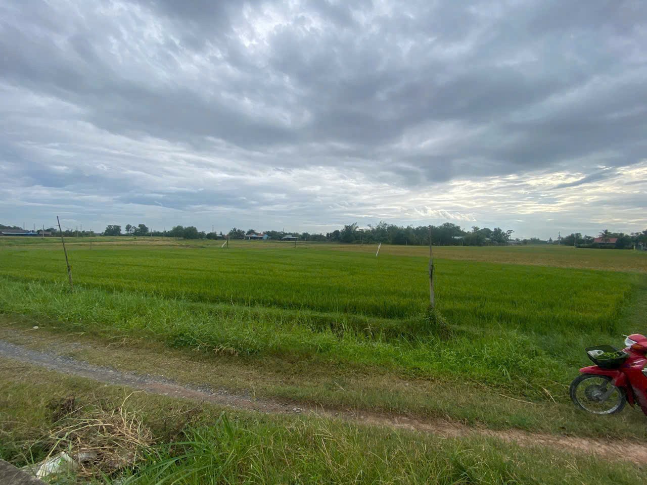 Bán đất lúa đường Kênh Phước Hòa , xã Tân Phú , Đức Hòa dt 4600m2 giá 2,5 tỷ 2