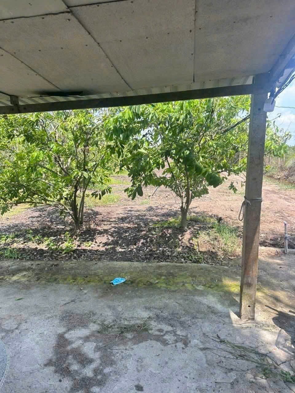 Bán đất vườn 2 mt trước sau xã Tân Thành , Thủ Thừa dt 1800m2 tặng nhà cấp 4 giá 1,2 tỷ 3