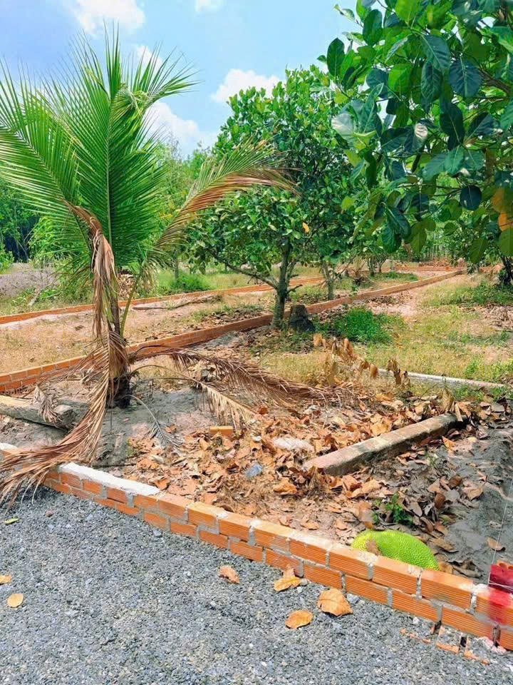CHỦ ÔM HẾT NỔI – CẦN BÁN GẤP VƯỜN MÍT 175M² CÓ SẴN THỔ CƯ NGAY TRUNG TÂM CHƠN THÀNH – GIÁ CHỈ 6XXTR 4