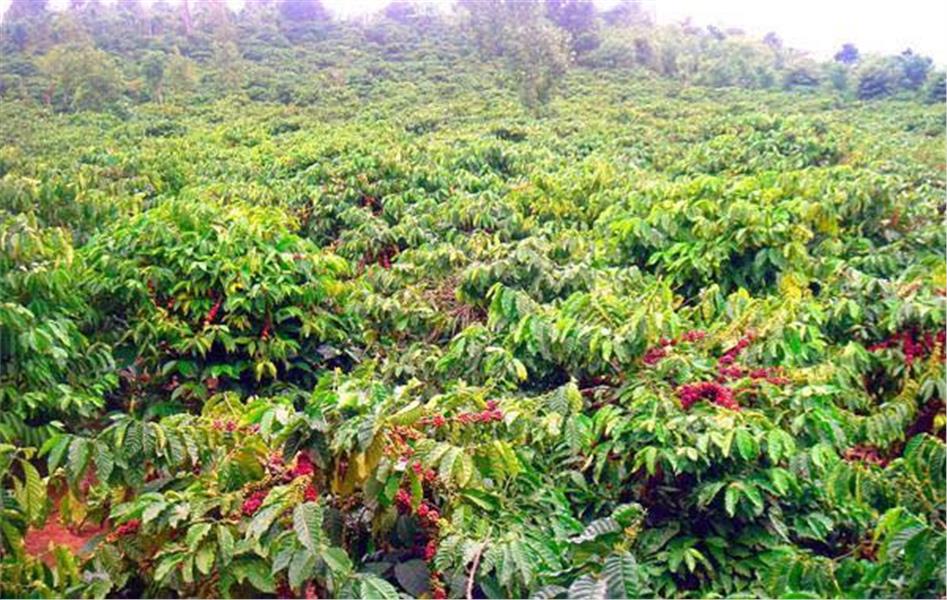 Bán vườn cà phê Lộc Bảo, Bảo Lâm, Lâm Đồng: 16.000 m2 chỉ hơn 4 tỷ. 2