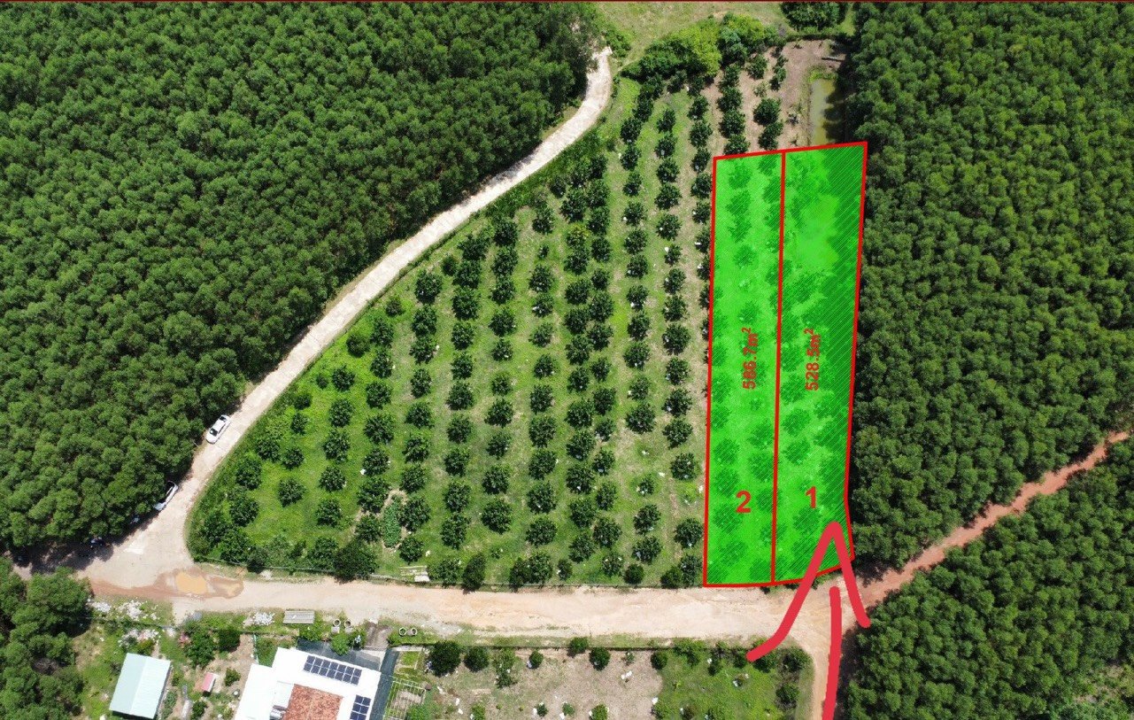 Bán vườn bưởi Khánh Bình đường oto cách Ủy ban xã chỉ 800m 4