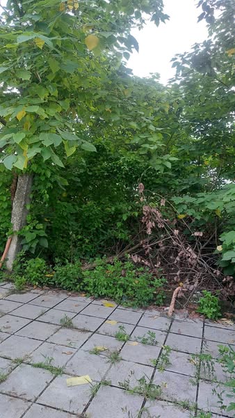 ĐẤT VÀNG Thụy Khuê 200M2 Mặt Tiền 11M 90 Tỷ Cách Hồ Tây 200M