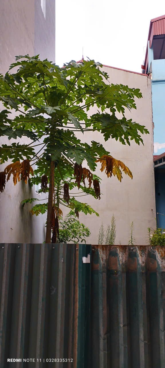 74m2 ĐẤT VÂN CANH - VUÔNG ĐẸP - 10m RA VÀNH ĐAI 3.5 - Ô TÔ TRÁNH, ĐỪNG ĐỖ, HẬU ÁI, SƠN ĐỒNG, 3