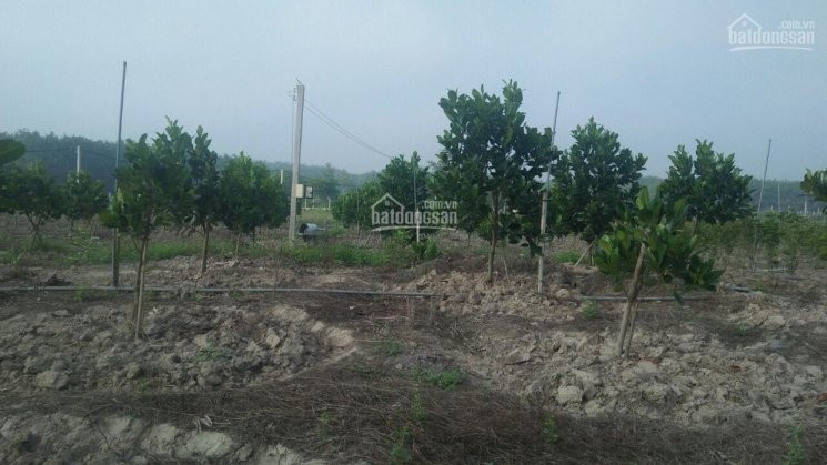 Cần bán Đất đường Tỉnh Lộ 7, Xã An Nhơn Tây, Diện tích 60000m², Giá 283 Tỷ 2