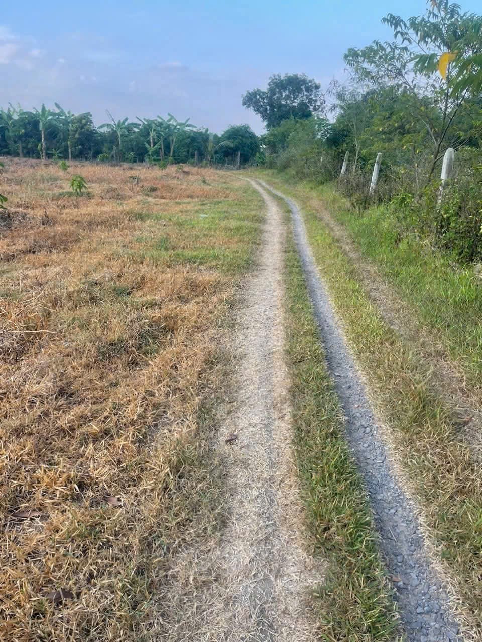Bán đất vườn Diên Điền giá rẻ đường ô tô vào tới nơi 2