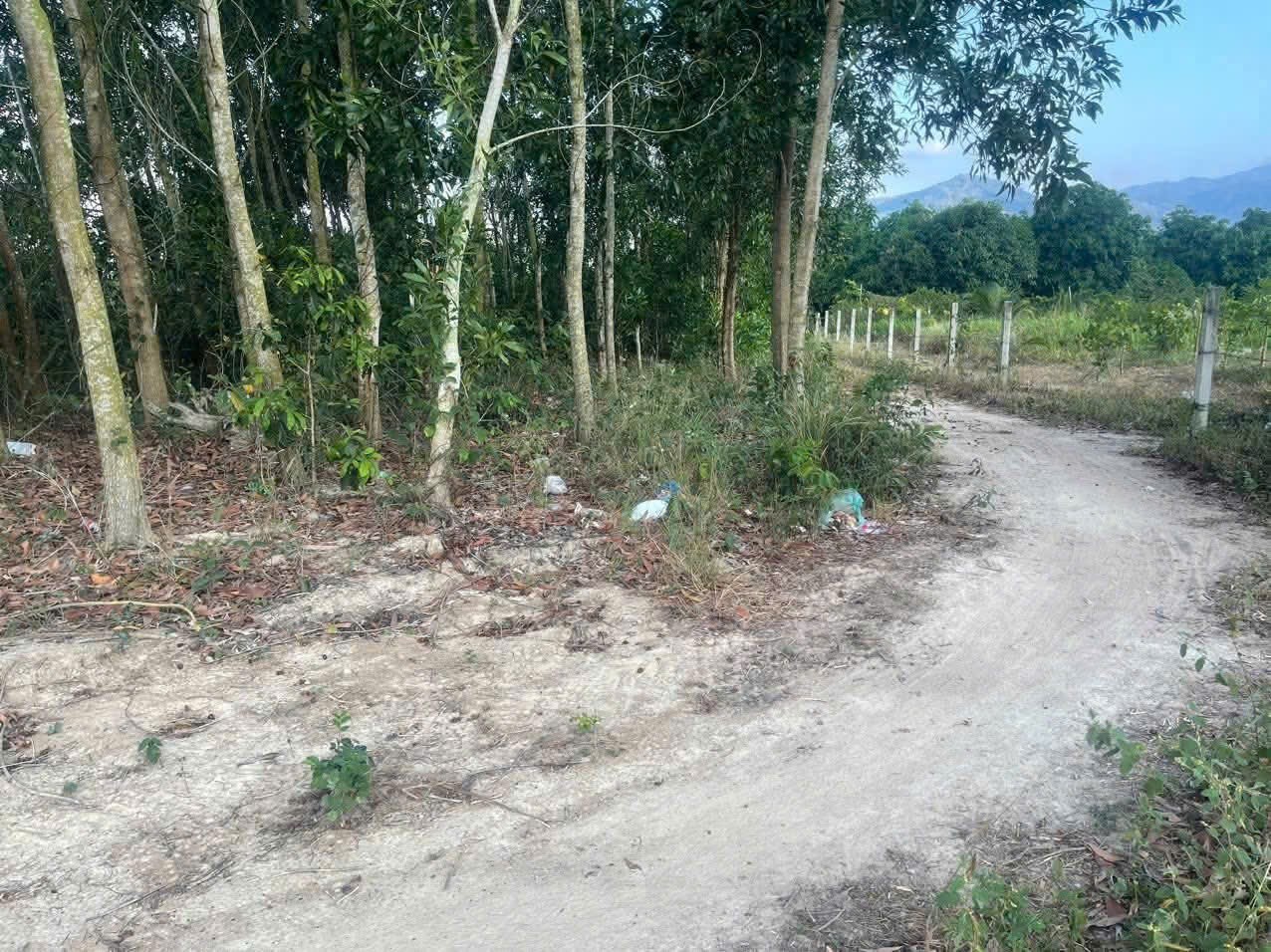 Bán đất vườn Diên Điền giá rẻ đường ô tô vào tới nơi 3
