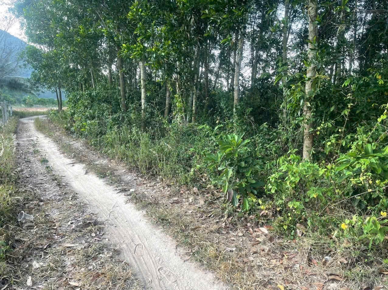 Bán đất vườn Diên Điền giá rẻ đường ô tô vào tới nơi