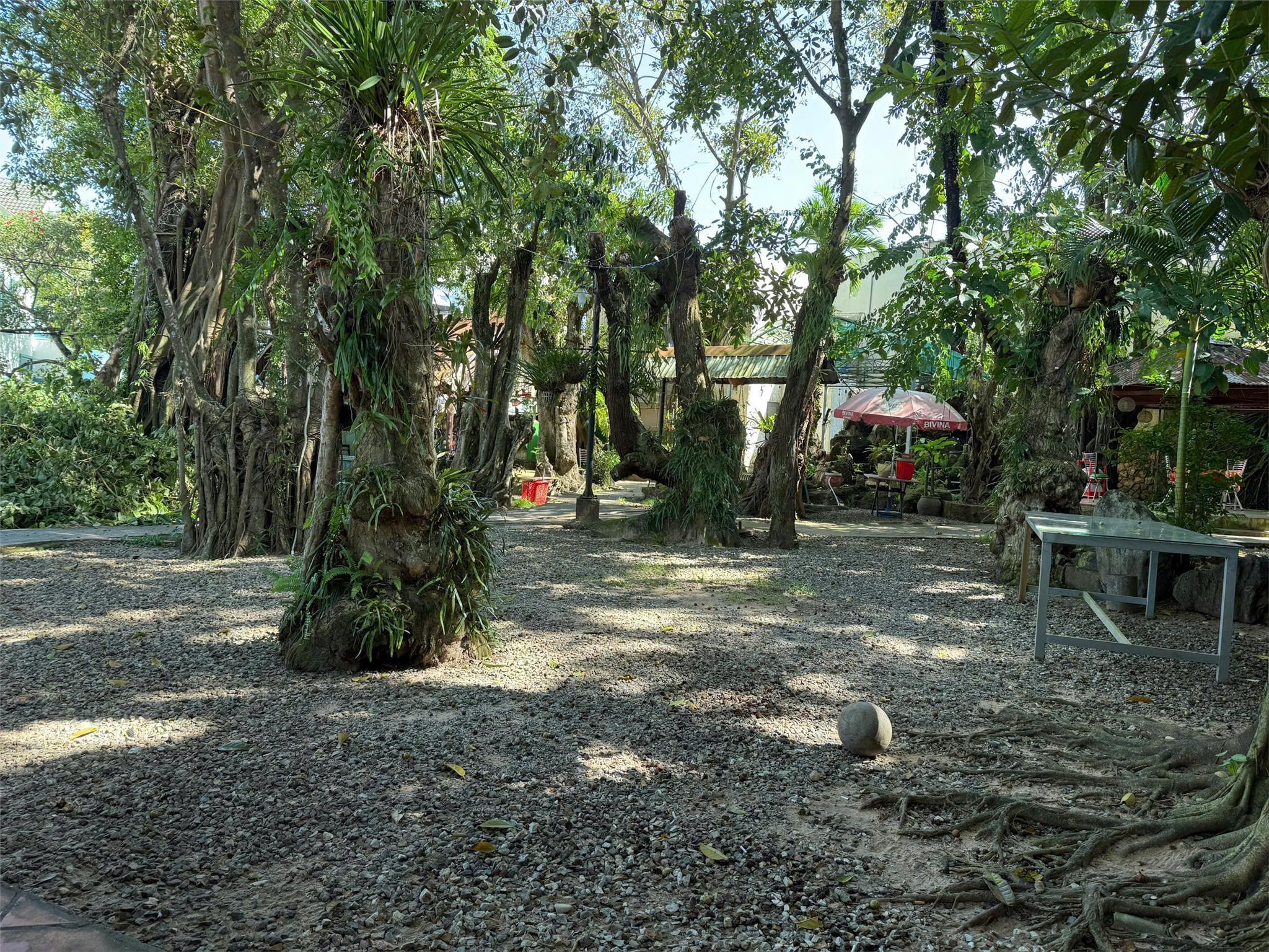 Bán đất vườn cổ thụ, 1100m² mặt tiền Nguyễn Chí Thanh, Dương Đông, Vị Trí Vàng 2