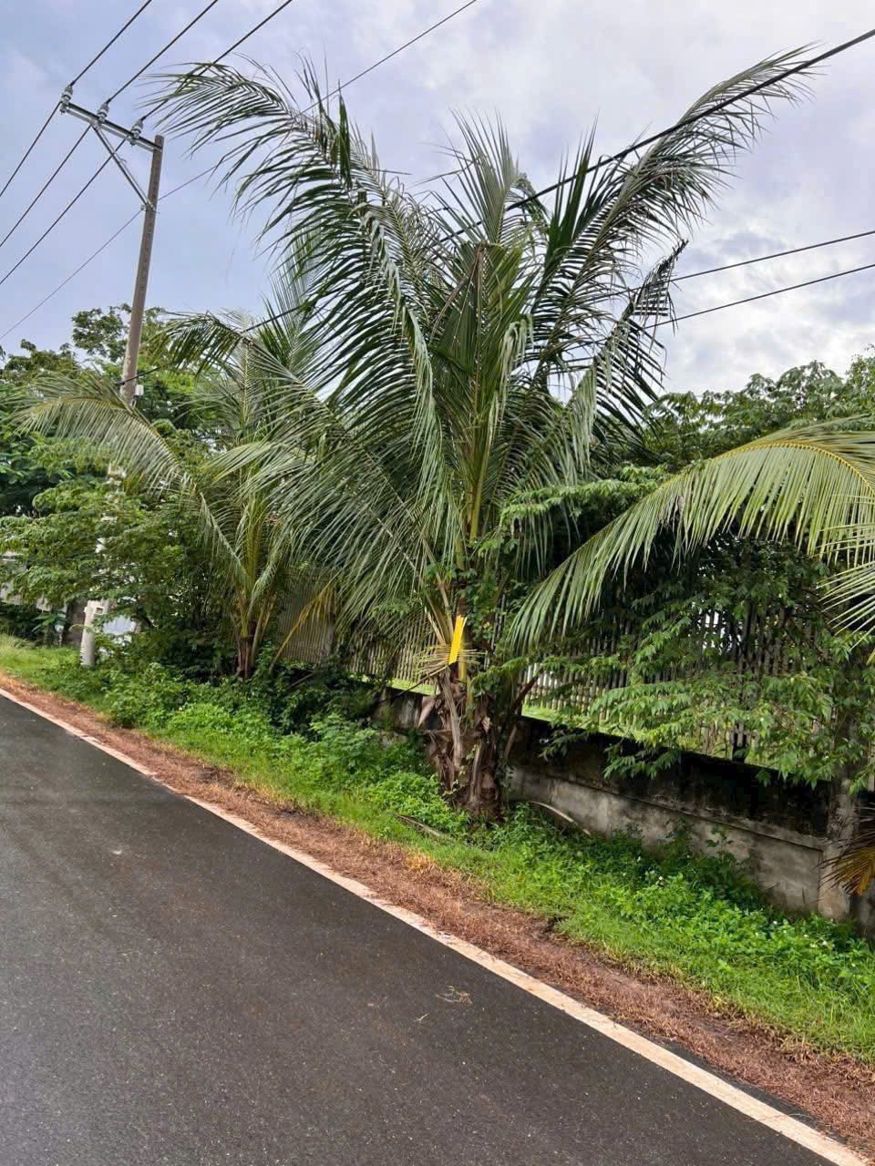 Cần bán Đất Phường Long Phước, Quận 9, Diện tích 2273m², Giá 024 Tỷ 2