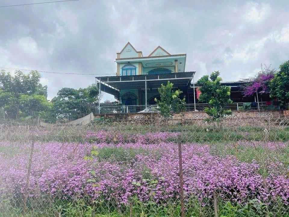 BÁN ĐẤT CAM LY ĐÀ LẠT - 8010M2, 338M2 THỔ CƯ, QUY HOẠCH FULL THỔ, GẦN CÁC ĐIỂM DU LỊCH 4