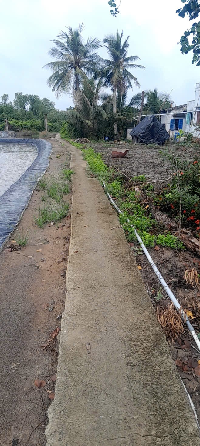 Đất lúa mt sông Vàm Cỏ 2485m2 xã Tân Chánh giá ngộp 990tr 2