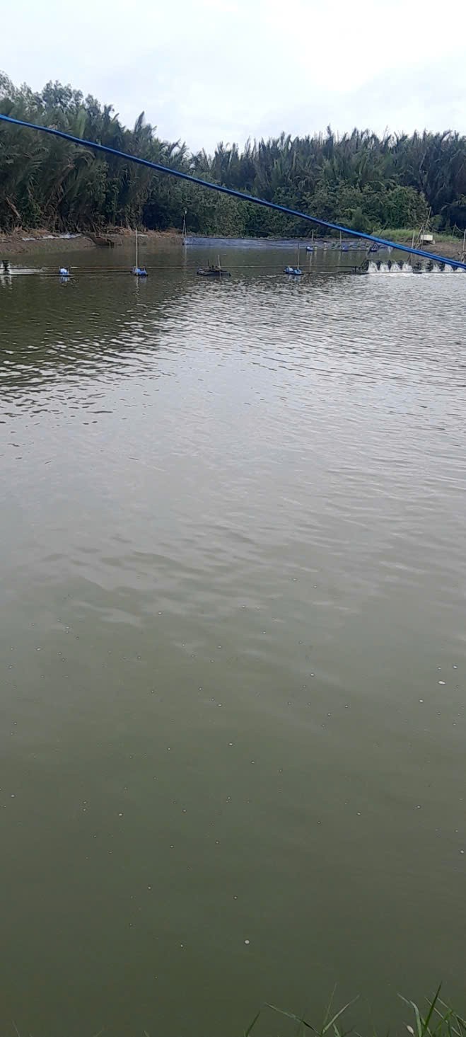 Đất lúa mt sông Vàm Cỏ 2485m2 xã Tân Chánh giá ngộp 990tr 3