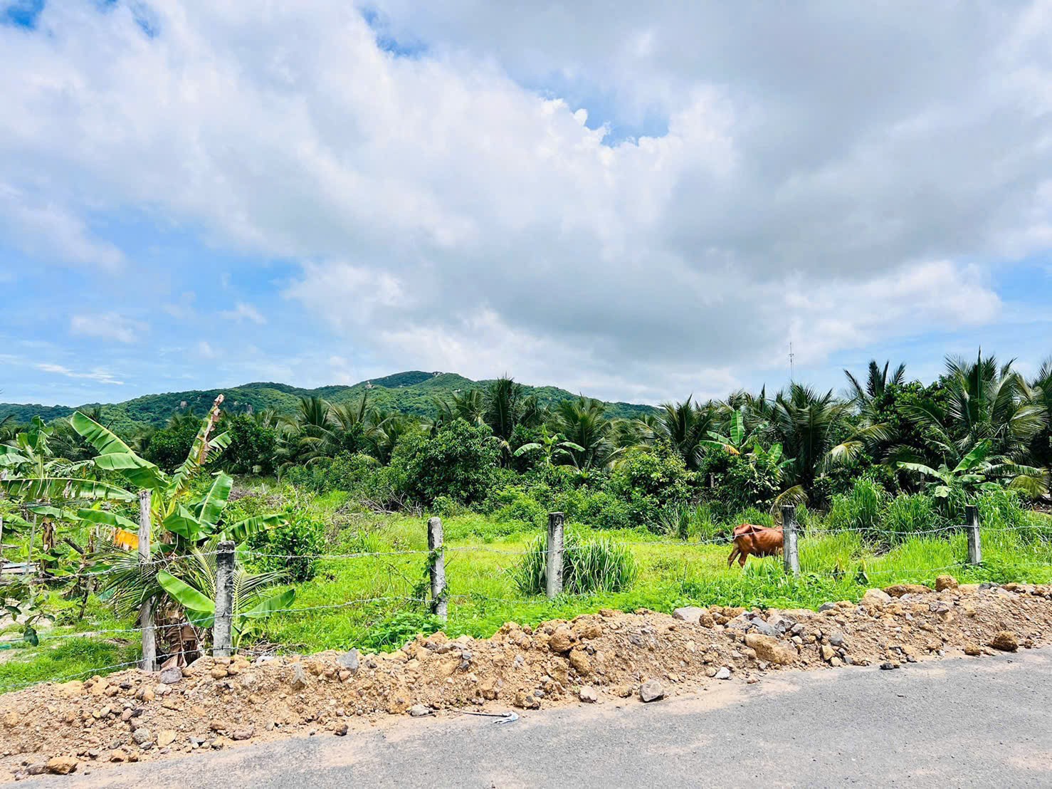 Cần bán Đất đường 44A, Thị trấn Phước Hải, Diện tích 1000m², Giá Thương lượng 3