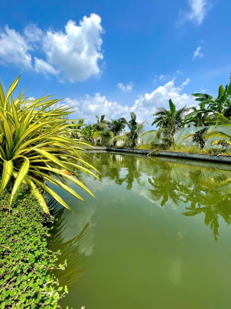 Nhà vườn view kênh xã An Nhơn Tây , Củ Chi tổng dt 1700m2 3pn 2wc giá 8,5 tỷ 4