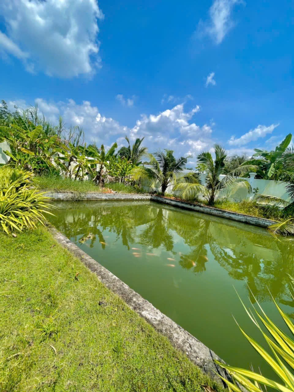 Nhà vườn view kênh xã An Nhơn Tây , Củ Chi tổng dt 1700m2 3pn 2wc giá 8,5 tỷ 6