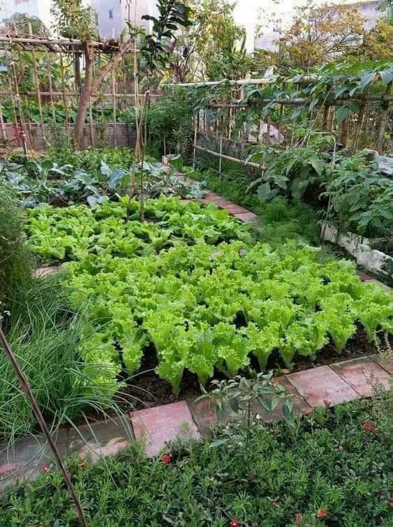 Cần bán Nhà ở, nhà cấp 4, nhà hẻm đường Dương Minh Quan, Phường 5, Diện tích 341m², Giá 3 Tỷ 10