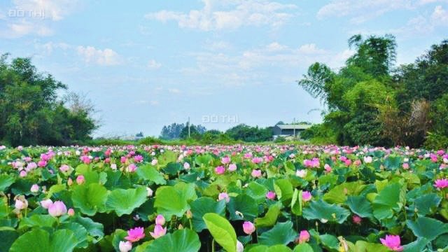 MUA ĐẤT TẶNG VÀNG - Lô view hồ sen cực nổi tiếng ven Đà Nẵng/Sổ hồng 4