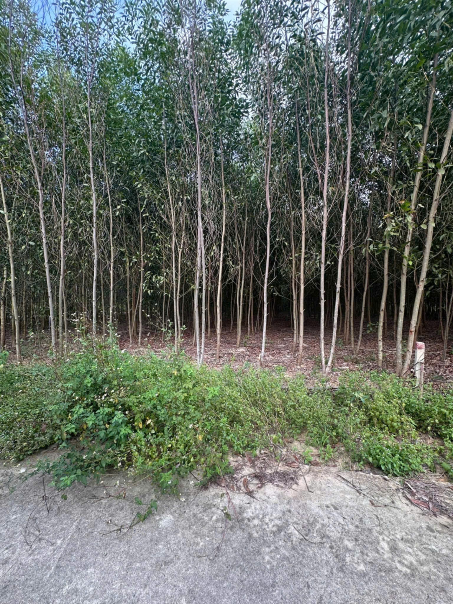 Bán đất vườn Diên Đồng giá rẻ mặt đường bê tông oto tới nơi 5