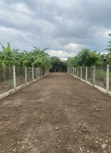 Bán đất Diên An thôn Phú Ân Nam đường thông gần chợ Bà Đề 5