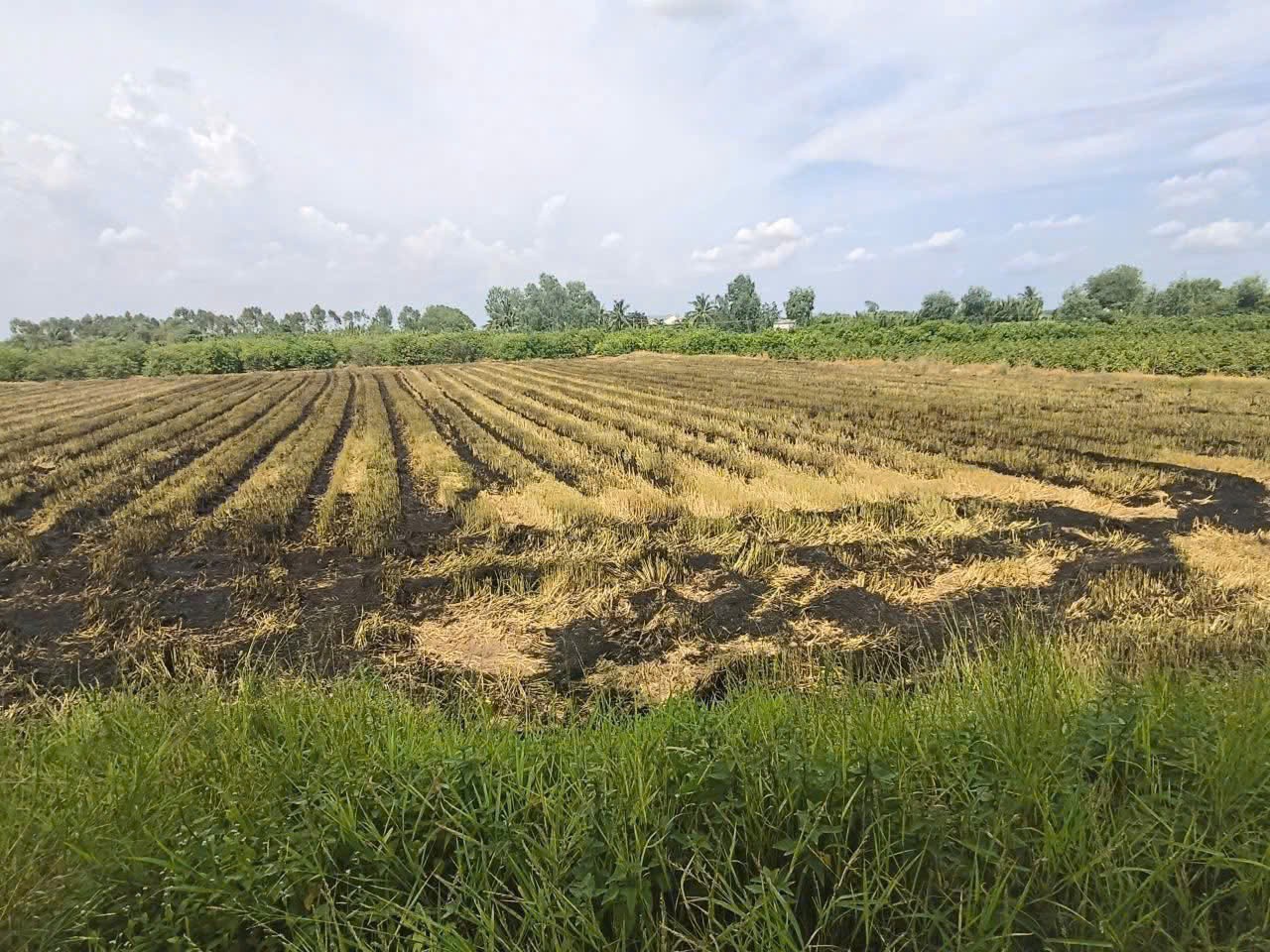 1600m2 đất vườn xã An Thạnh, Bến Lức, Long An giá 1,6 tỷ 3