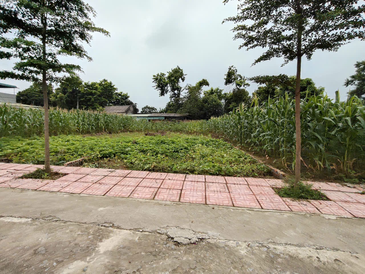 Chính Chủ Gửi Bán 144 m 50 thổ cư  chỉ 1, x tỷNhuận Trạch Lương Sơn -HB (PHÚ THỌ MỚI) 4