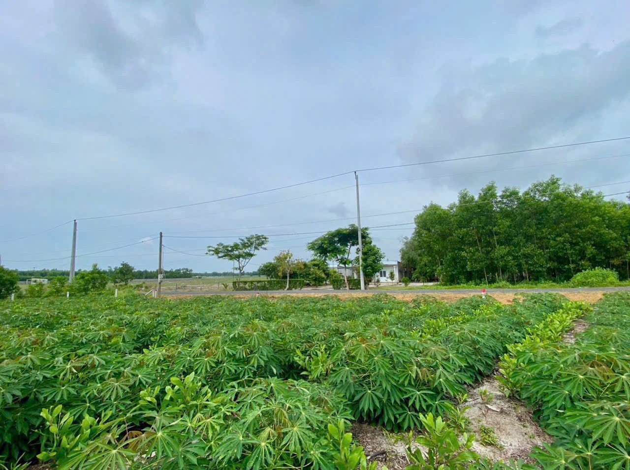 Cần bán Đất Xã Láng Dài, Đất Đỏ, Diện tích 1000m², Giá 1,6 Tỷ