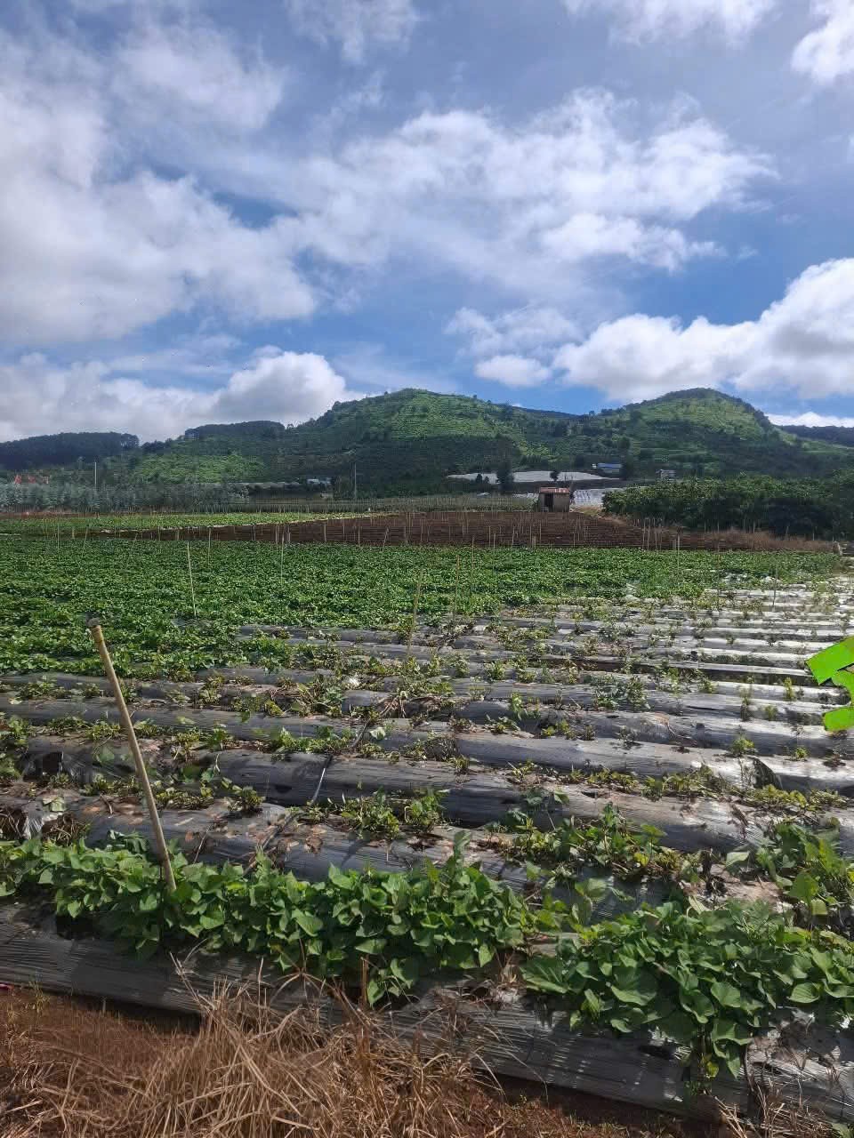 GIÁ 1 TỶ 080 TRIỆU - LÔ ĐẤT ĐẸP An Ninh, Xã Liên Hiệp, Đức Trọng, Lâm Đồng 2