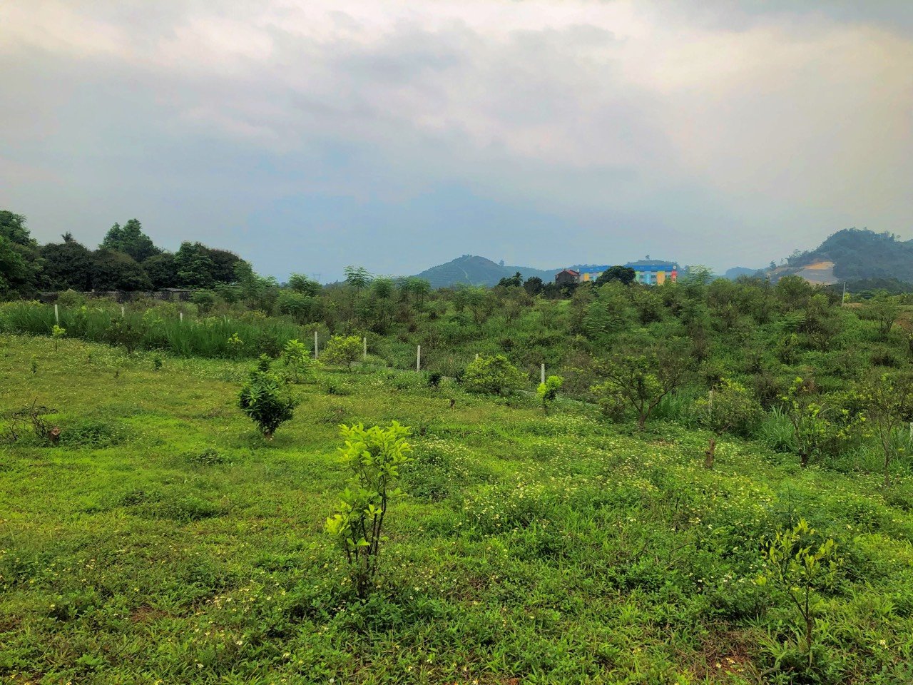 Bán Siêu Phẩm 2825m/800mTc View Cánh Đồng Núi Non Đối Diện Công Viên Di Sản Tại Cao Phong