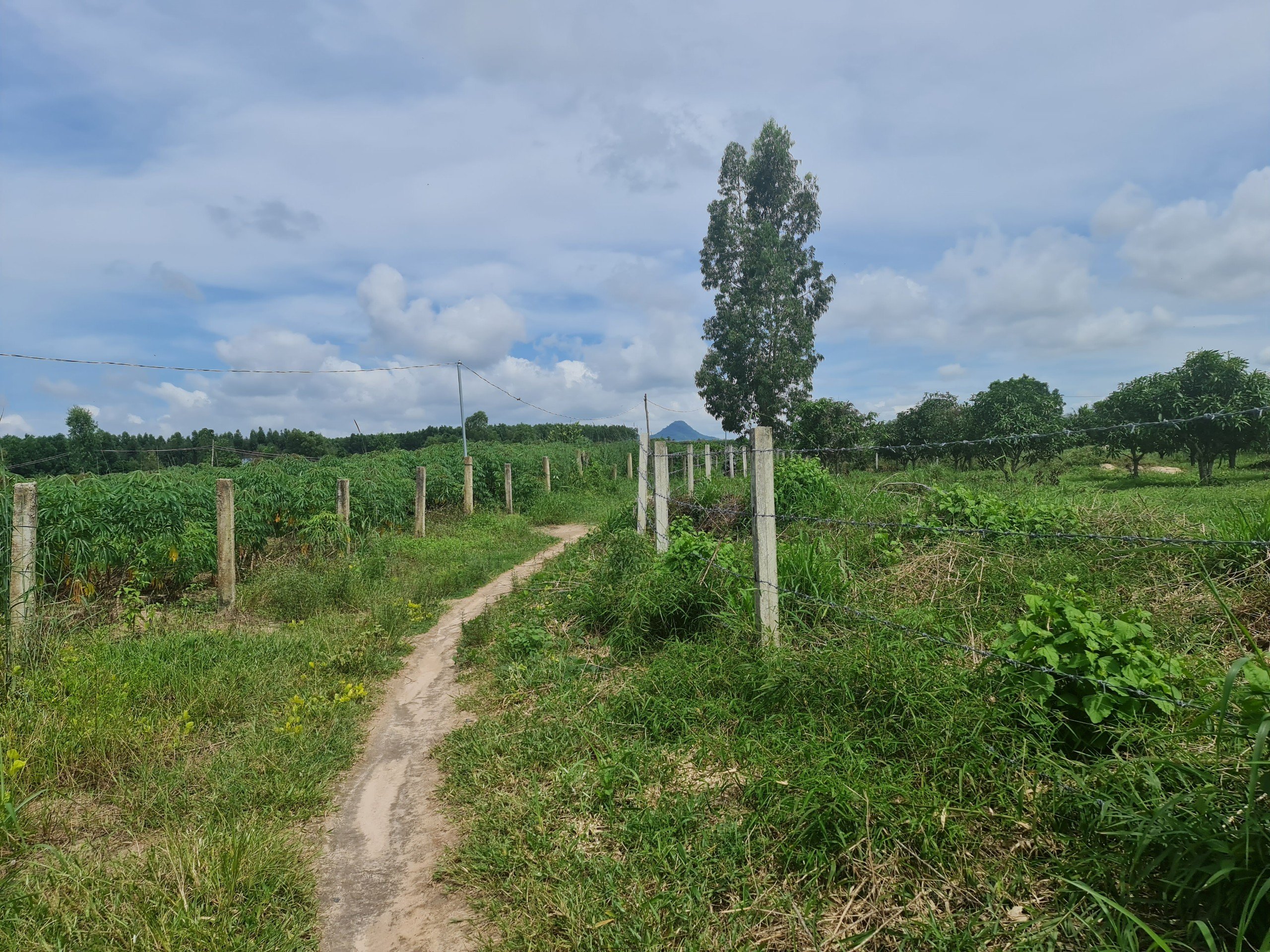 6,5 xào phủ hồng, 2MT đường với 201m MT, gần TT Thị Xã LaGi. giá 1 triệu/1m2. view Sông Dinh 3