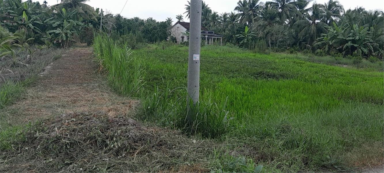 Cần Bán Nhanh Lô Đất Tiềm năng- Giá Tốt tại huyện Tam Bình, tỉnh Vĩnh Long 4