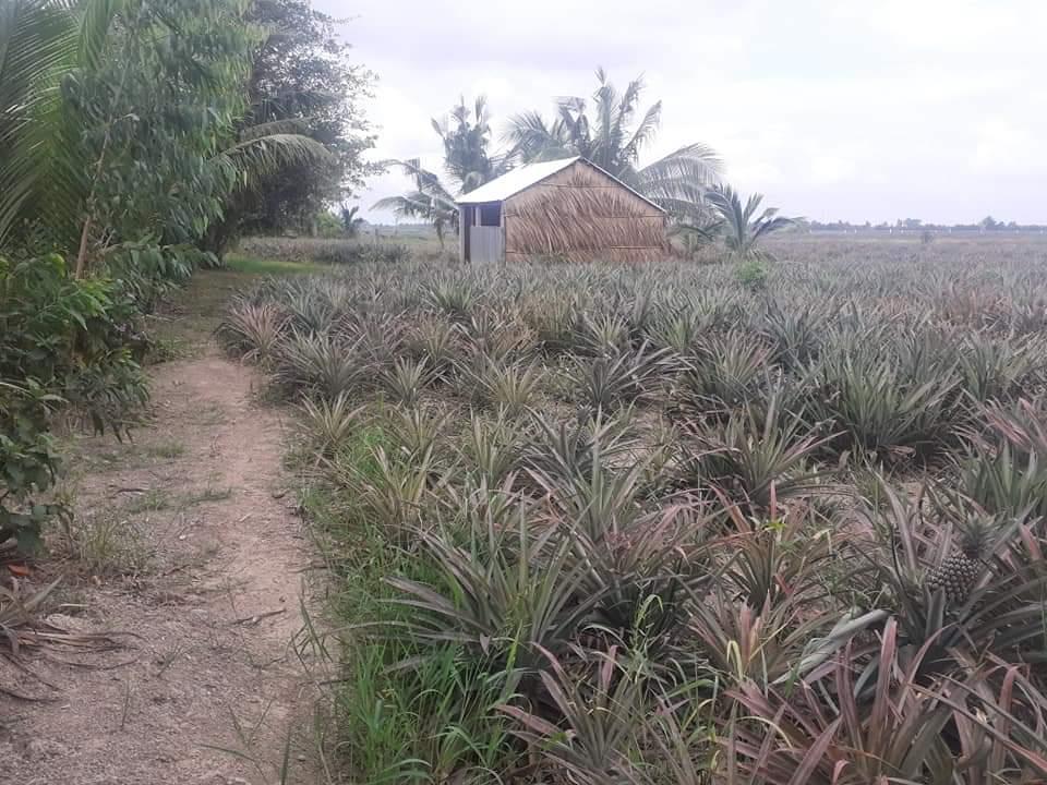 CHÍNH CHỦ Cần Bán Nhanh Lô Đất  Vị Trí Đẹp Tại Xã Vĩnh Phước A, Huyện Gò Quao, KIÊN GIANG 4
