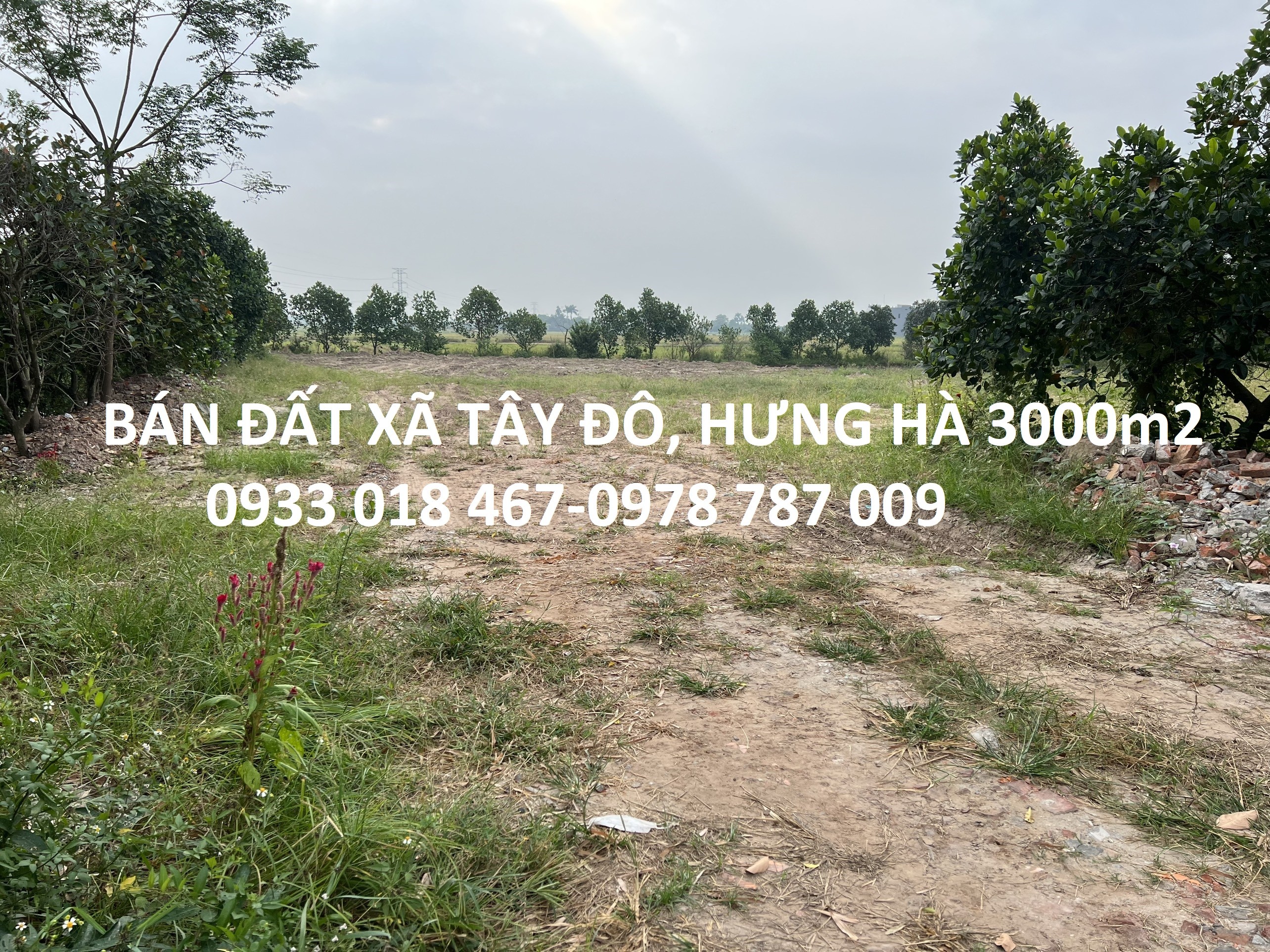 Cần bán Đất Thị trấn Hưng Hà, Hưng Hà, Diện tích 3000m², Giá Thương lượng 7