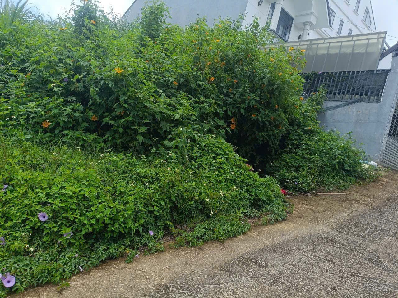 Cần Tiền Bán Gấp Đất Nền Biệt Thự Đường Hùng Vương, Đà Lạt 227m2 Giá 8.5 Tỷ 2