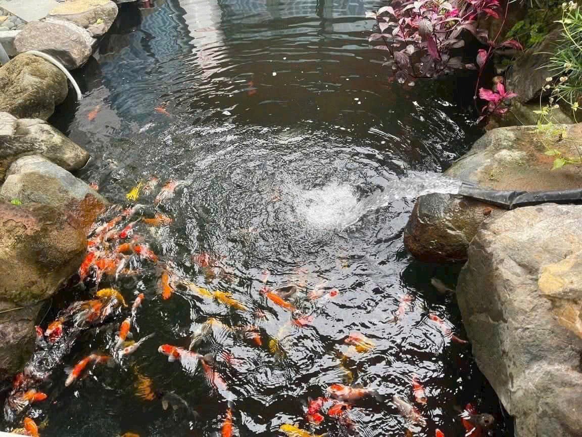 DUY NHẤT 01 CĂN NHÀ VƯỜN CÓ HỒ CÁ KOI SIÊU XINH Ở DIÊN TOÀN - GẦN ĐƯỜNG VÕ NGUYÊN GIÁP - DIÊN KHÁNH 4