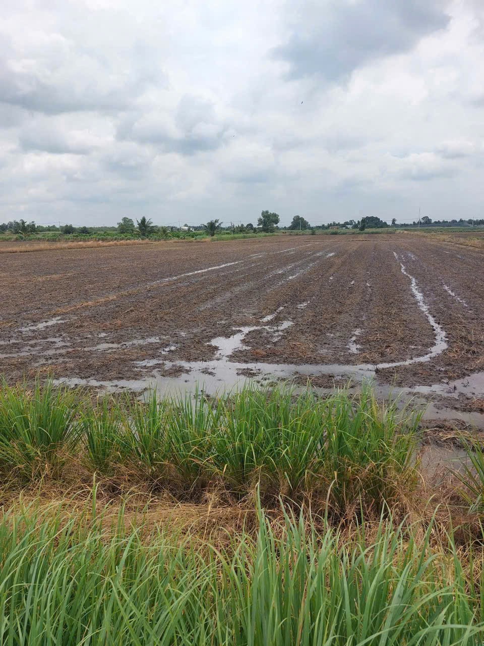 4871m2 đất lúa cạnh đường Vành Đai 3, xã Tân Hòa, Bến Lức, Long An giá 3,9 tỷ 4