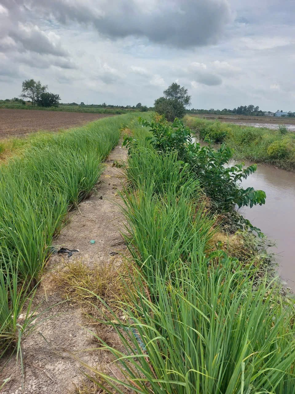 4871m2 đất lúa cạnh đường Vành Đai 3, xã Tân Hòa, Bến Lức, Long An giá 3,9 tỷ 9