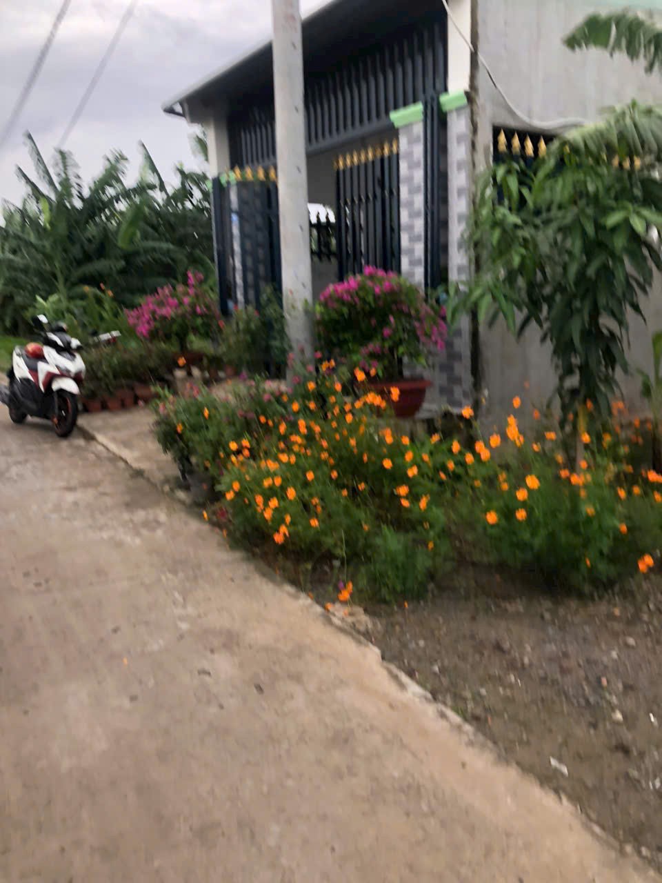 155m2 thổ cư đường beton 4m xã Phước Vân, Cần Đước giá 1,5 tỷ 2