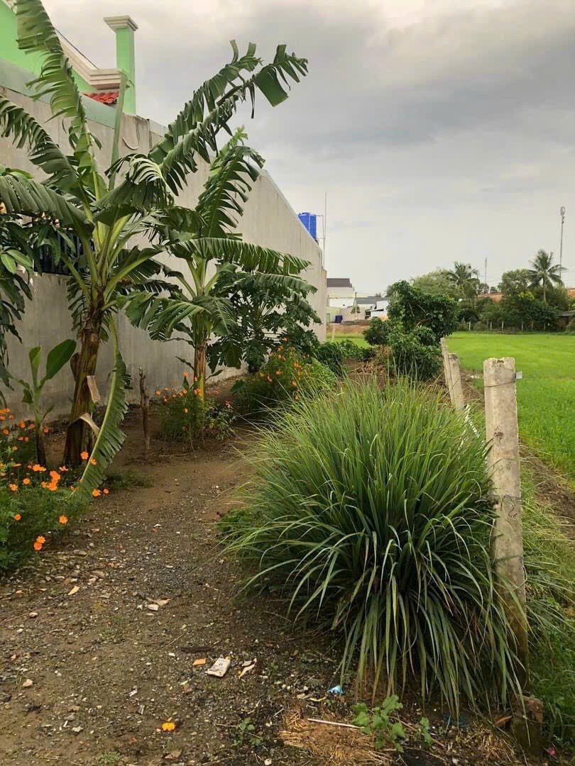 155m2 thổ cư đường beton 4m xã Phước Vân, Cần Đước giá 1,5 tỷ 5